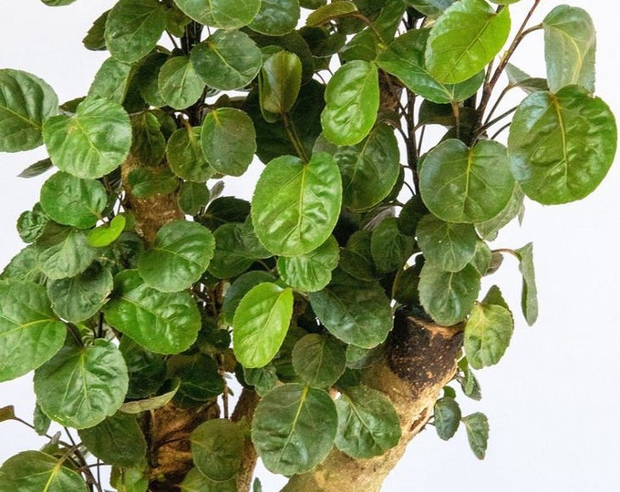 Fabian Stump Aralia  - 1 Plant - 1  Feet Tall -  Ship in 6" Pot -  Great For Bonsai