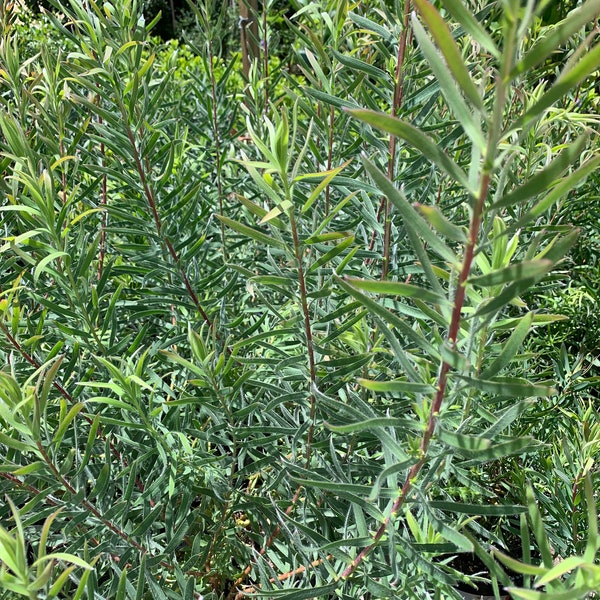 Leucadendron ‘Little Red’ 1 Live Plant 1-2 feet tall  Ship in 6" Pot