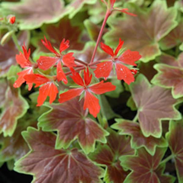 Geranium Vancouver Centennial 1 Live Plant  Ship in 6" Pot