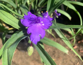 Purple Spiderwort “Tradescantia Virginiana Purple” Live plant 1ft ship in 6” pot