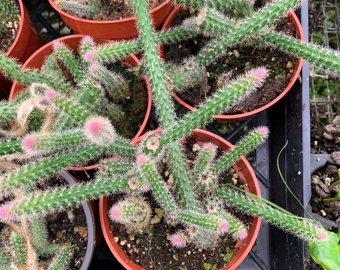 Rat Tail Cactus 3” pot