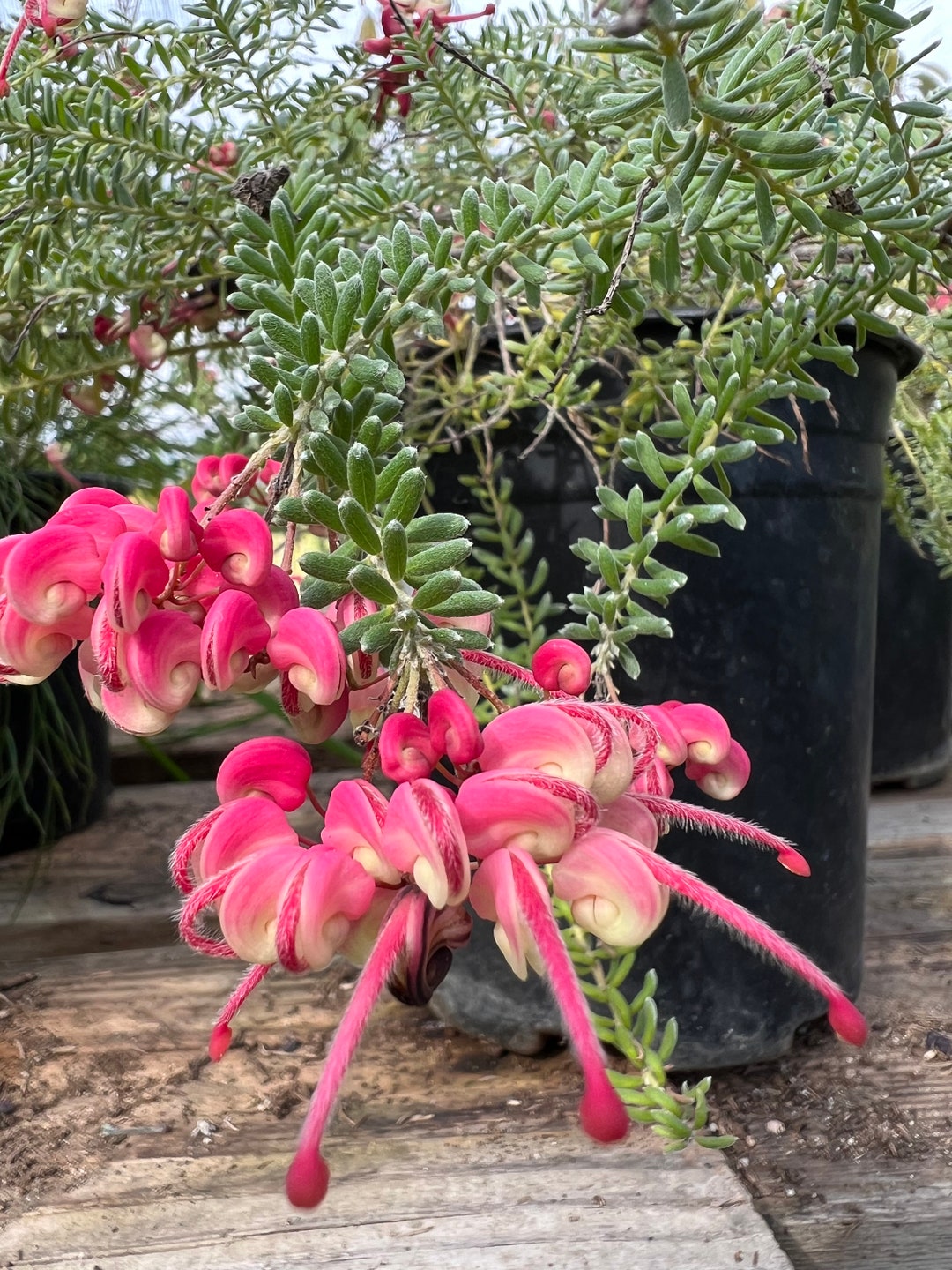 Grevillea Lanigera coastal Gem Live Plant 1ft Ship in 1 Gal Etsy