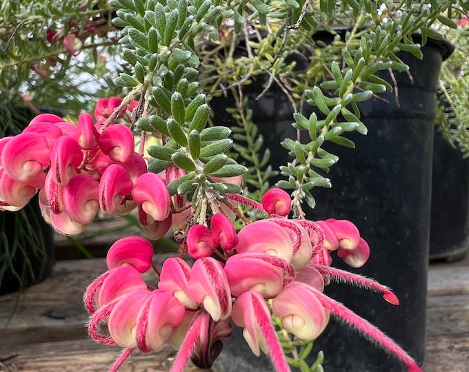 Grevillea lanigera ‘Coastal Gem’- live plant 1ft ship in 1 gal