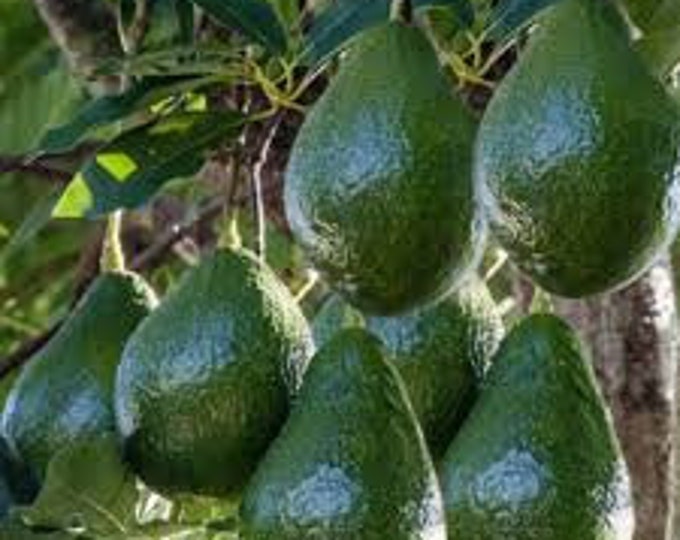 Little Cado Avocado Tree- 1  Feet Tall - Grafted Tree - Ship in Plastic Bag