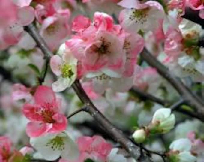 Tokyo Nishiki  Flowering Quince (Chaenomeles Tokyo Nishiki )   - Ship in 3gal pot