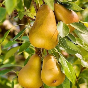 May include: Four ripe yellow pears hanging from a tree branch with green leaves.