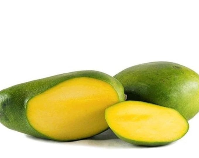 Keitt mango tree   - grafted tree -   1 Feet Tall - Grafted - Ship in 6" Pot