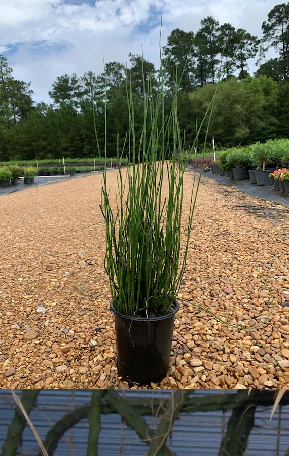 Horsetail Reed (Equisetum Hyemale) Live Plant Ship in 6" Pot