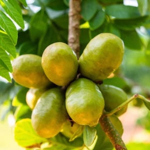 Yellow spanish/hog plum, ciruela, jocote rojo, mombin tree -  2 to 3 feet tall - ship in 3gal pot