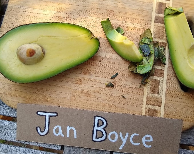 Jan Boyce Avocado Tree- 1  Feet Tall - Grafted Tree - Ship in Plastic Bag