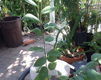 Dr. white cherimoya - 3 to 4 feet tall - grafted tree - ship in 3 gal pot
