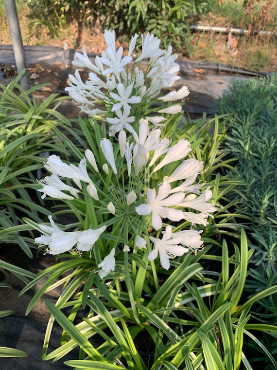 ユイカ』 1st LIVE「Agapanthus」 1st LIVE「Agapanthus