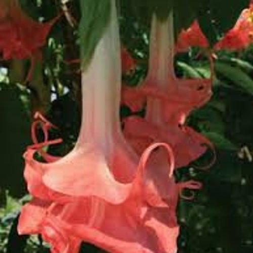 Brugmansia Audrey lea- 1 gallon pot 1 ft tall