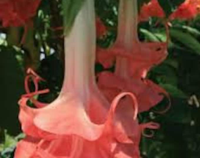 Brugmansia Audrey lea- 1 gallon pot 2-3 ft tall