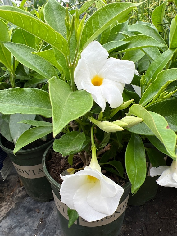 White Mandevilla -live Plant in 1gal Pot - Etsy Israel