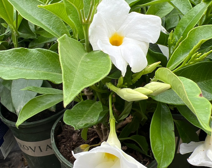 White Mandevilla -Live Plant in 1gal pot