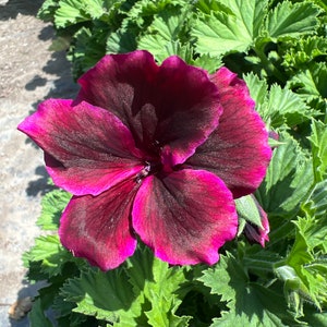 Elegance Burgundy Geranium-Live Plant 1ft tall, ship in 6” pot