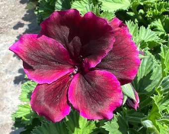 Elegance Burgundy Geranium-Live Plant 1ft tall, ship in 6” pot