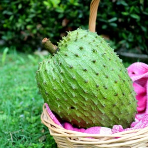 Soursop - guanabana  4 feet tall  - ship 3 gal pot