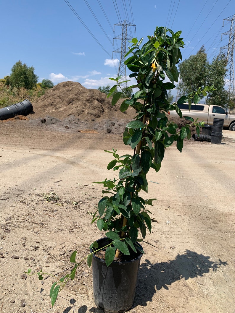 Lonicera confusa live plant 2ft tall in 6 pot image 3