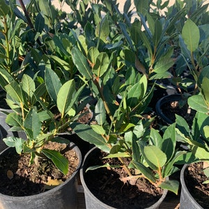 Laurel (Laurus nobilis) Se envía en maceta de 6&quot;