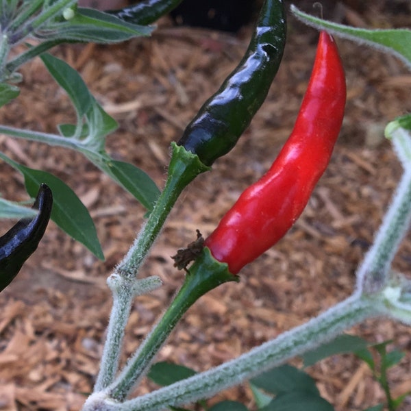 Pepper Black Cobra 1 Live Plant 3” pot