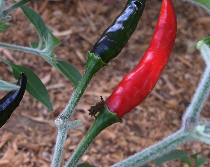 Pepper Black Cobra 1 Live Plant 3” pot