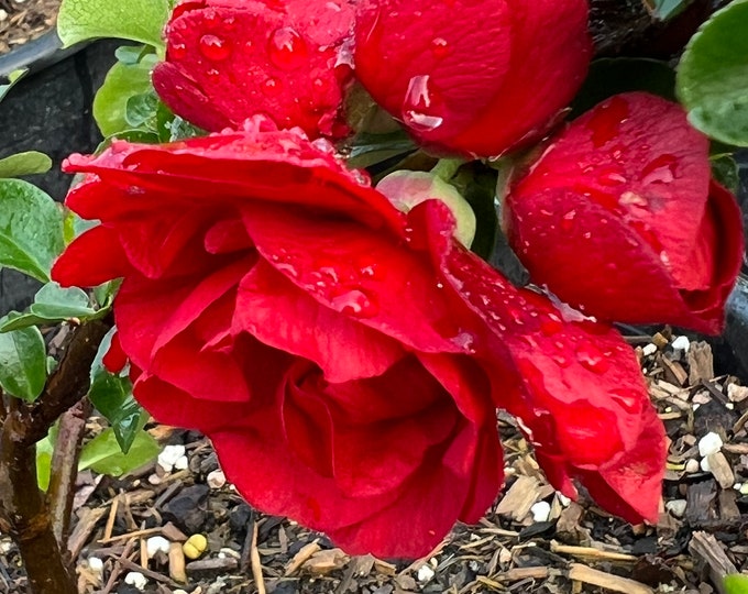 Double Take Scarlet Chaenomeles quince- 3gal ship in 1 gal pot