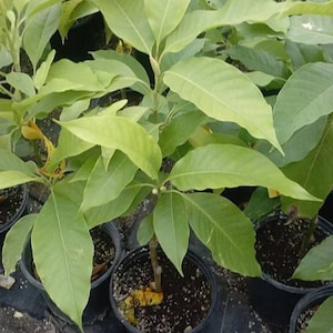 White Champaca Live Plant  2 Feet   - Ship in 3gal pot