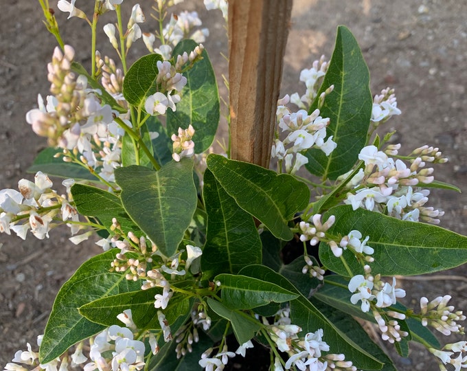 Hardenbergia Violacea ‘White Out’ 1 gallon pot