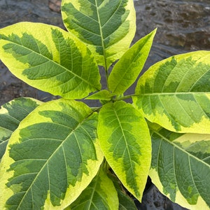 May include: Close-up of a plant with large, variegated leaves. The leaves are primarily green with yellow edges and accents, showcasing a striking contrast. The plant's leaves have a textured surface and prominent veins, indicating a healthy specimen.