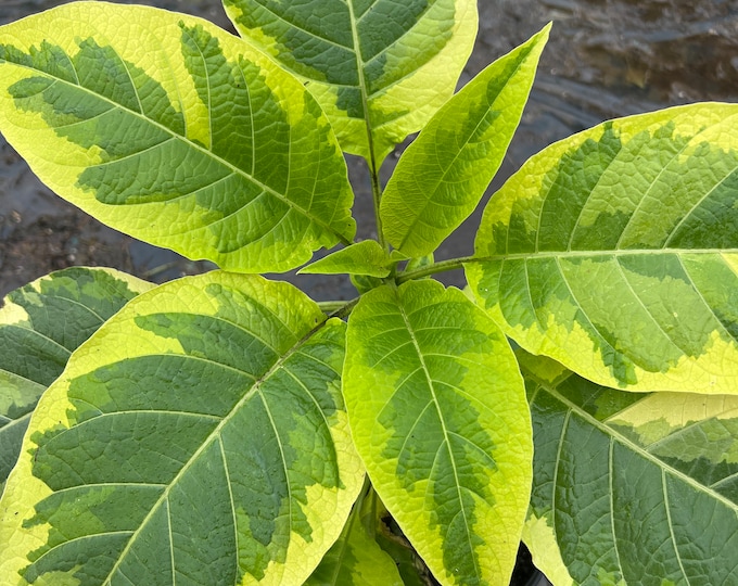 Brugmansia miners claim- 1 ft tall ship in 1 gal pot