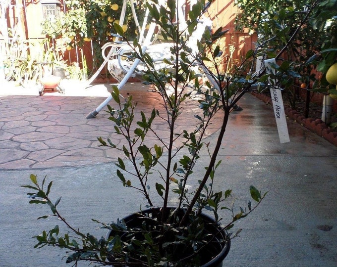 Ochna serrulata mickey mouse 1 to 2 feet tall - ship in 3 gal pot