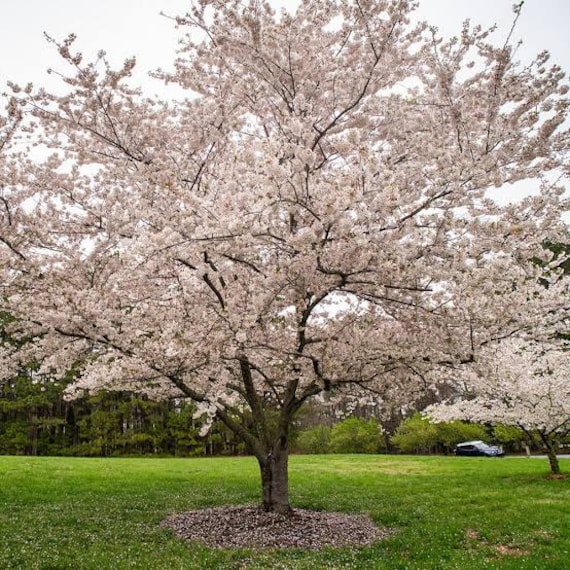The Yoshino Flowering Cherry- 2 to 3 Feet Tall - Grafted Tree