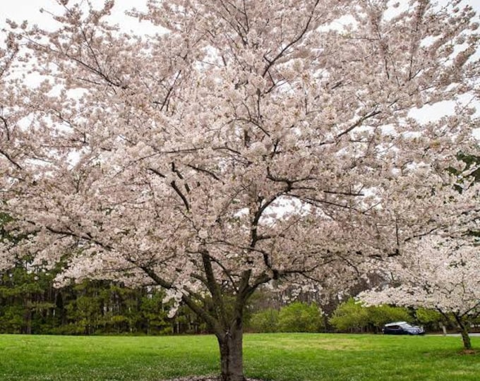 The Yoshino Flowering Cherry (Prunus x yedoensis 'Yoshino')- 2 to 3 Feet Tall - Grafted Tree - Ship in pot