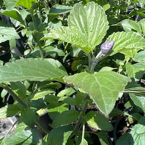 Salvia Mystic Spires-Live Plant 1ft tall, ship in 6” pot