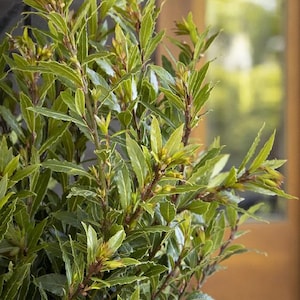 Little Ragu Sweet Bay - Planta viva - 30 cm de altura - Se envía en maceta de 15 cm