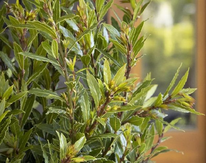 Little Ragu Sweet Bay- live plant- 1Feet Tall- Ship  in 6” pot