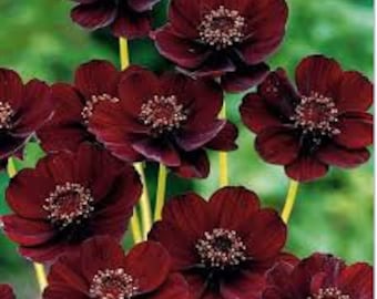 Cosmos Atrosanguineus ‘chocamocha’ 1 Live Plant Ship in 3" Pot