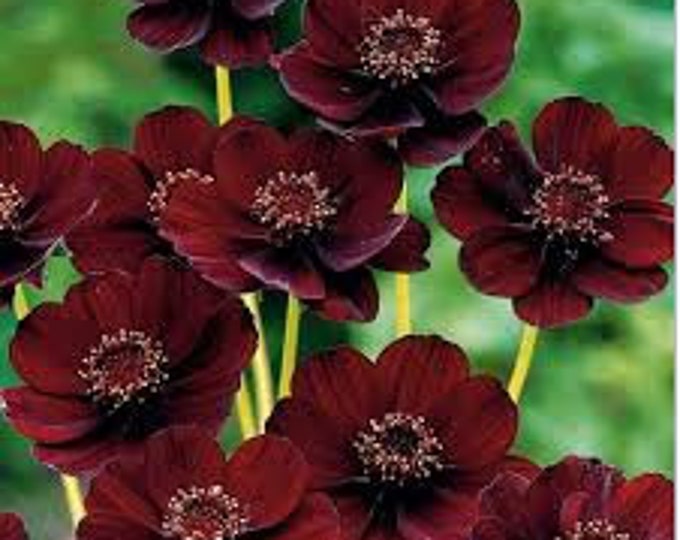 Cosmos Atrosanguineus ‘chocamocha’ 1 Live Plant Ship in 3" Pot