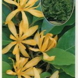 Gold Champaca 3 Feet Tall  Ship in 3Gal Pot