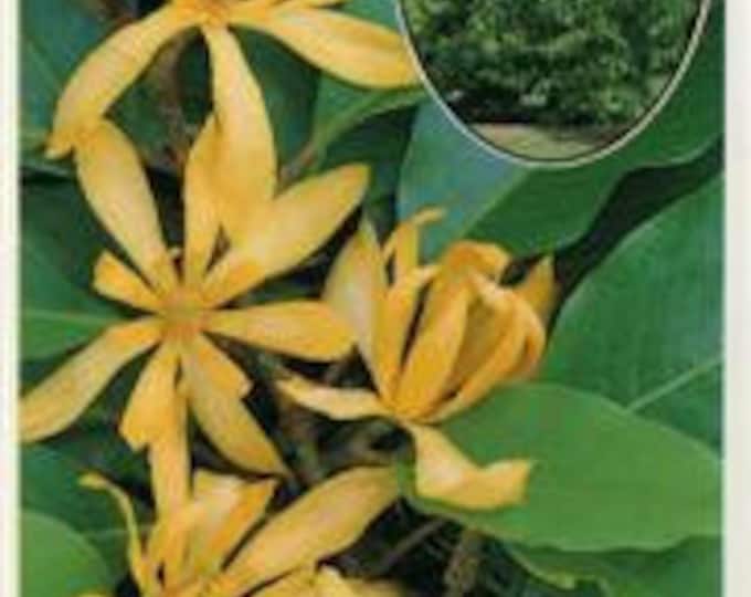 Gold Champaca 2 Feet Tall  Ship in 3Gal Pot