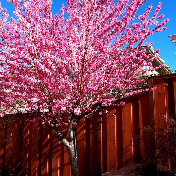 Early Pink Flowering Peach - 3 to 4 Feet Tall - Bigger Trunk - Ship in 3 Gal Pot