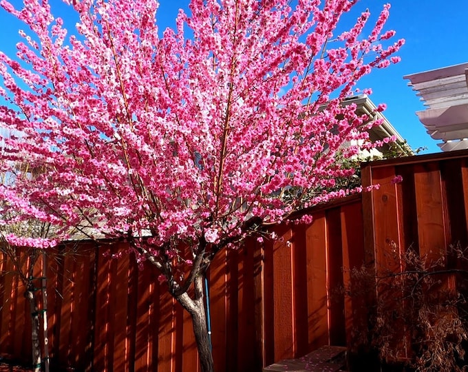 Early Pink Flowering Peach  - 2 to 3 Feet - Ship in 6" Pot