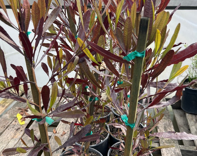 Dodonaea viscosa 'Purpurea‘(Hop-bush)-2ft tall ship in 1gal pot
