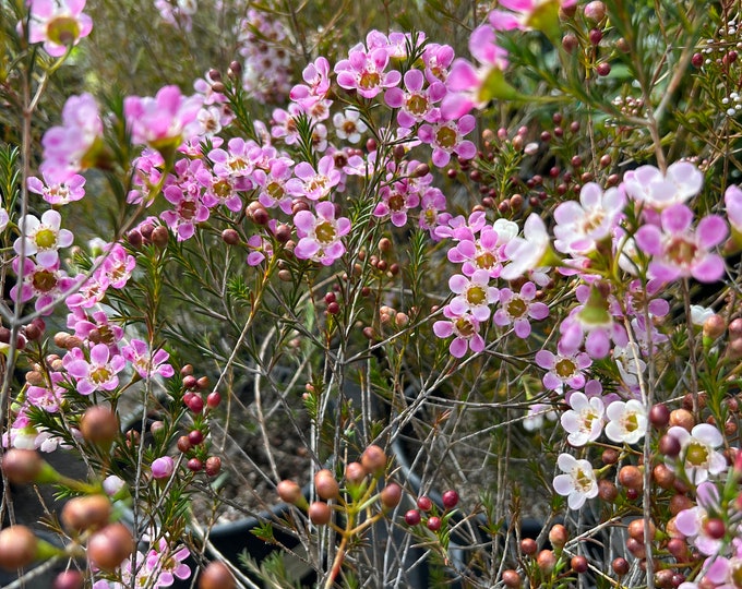 Chamelaucium U Purple Gem- 2-3ft tall ship in 3 gal pot