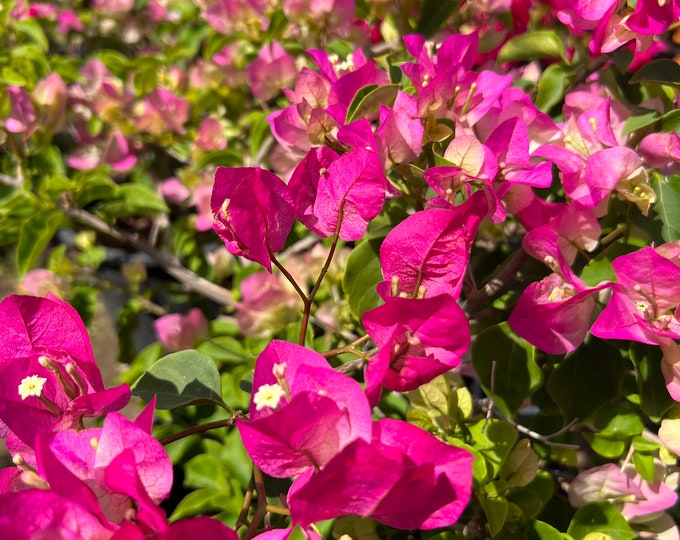 Pink & white bougainvillea bush- 1 to2 ft in 3gal pot