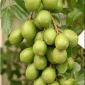 May include: A cluster of green, round fruits hanging from a branch. The fruits are smooth and have a slightly bumpy texture.