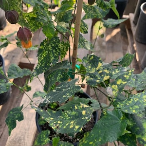 Abutilon ‘Paisley’  Ship in 6&quot; Pot