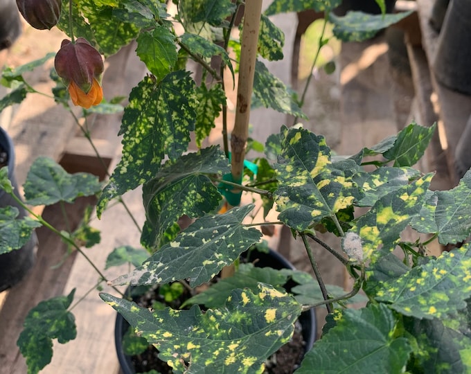 Abutilon ‘Paisley’  Ship in 6" Pot